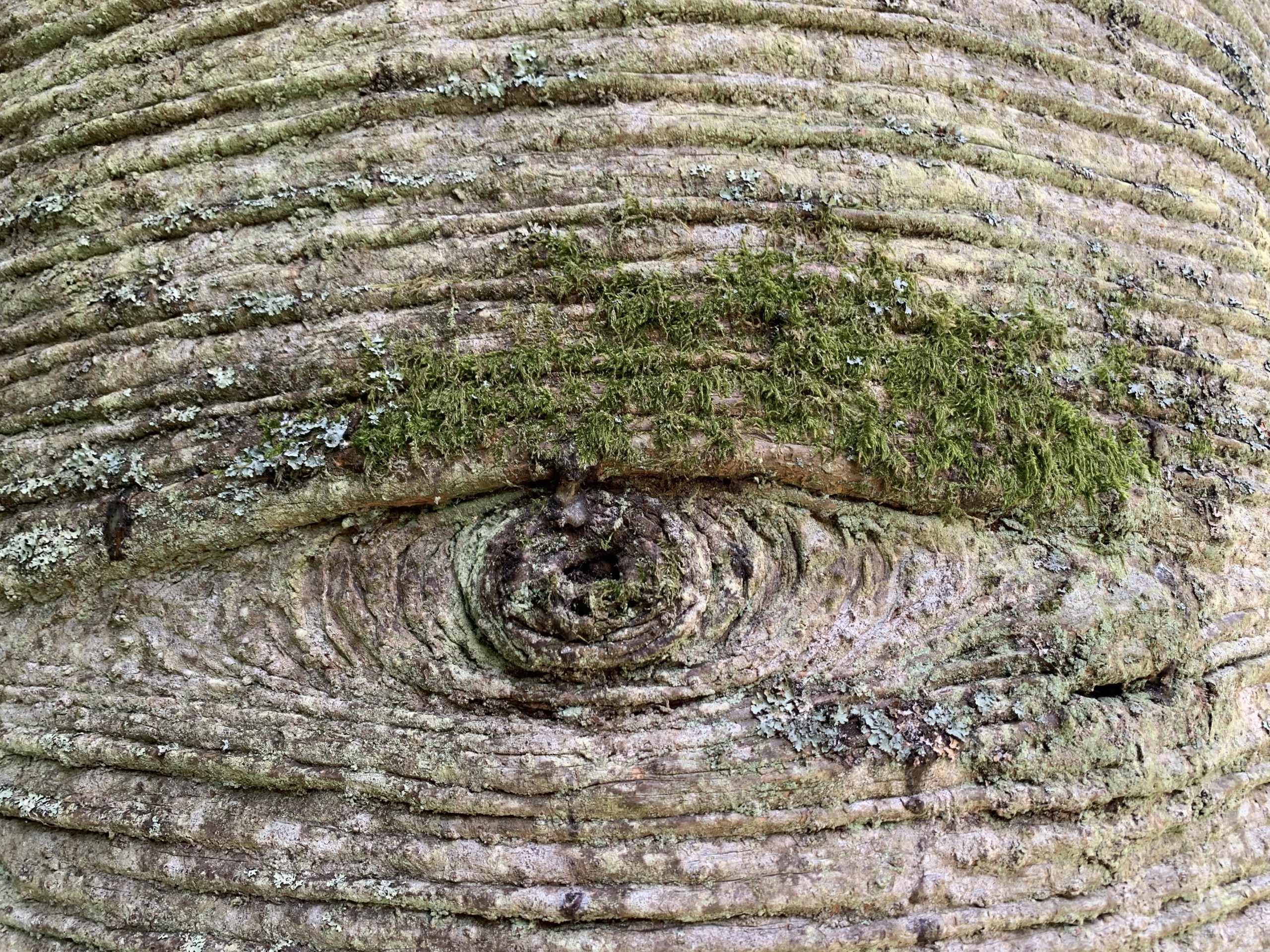 A beautiful wonder of nature- a tree with rings that looks like an eye